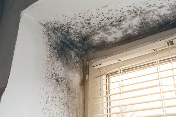 Trusted Bathroom Mold Removal service in Anna, TX - Cheap Mold Removal