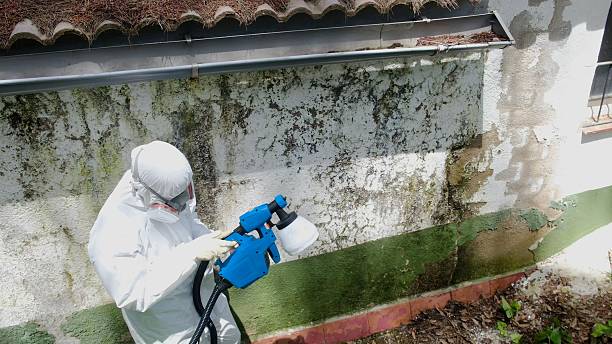 Trusted Attic Mold Removal service in Anna, TX - Cheap Mold Removal